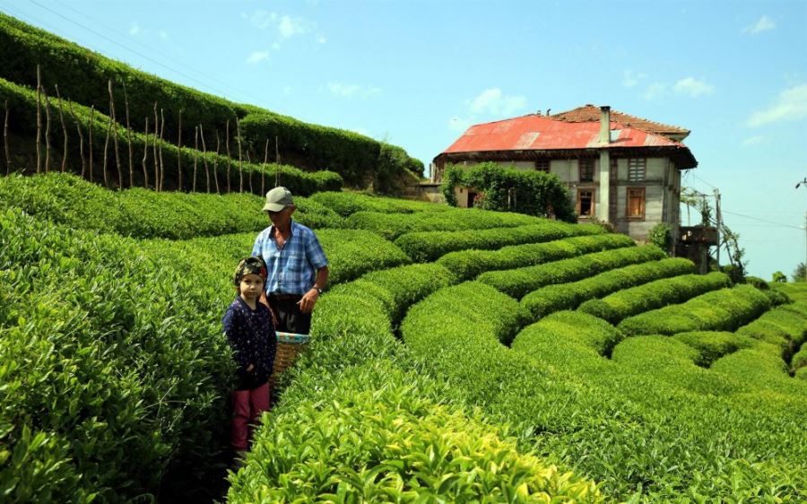 ÇAY KÜLTÜRÜMÜZ UNESCO