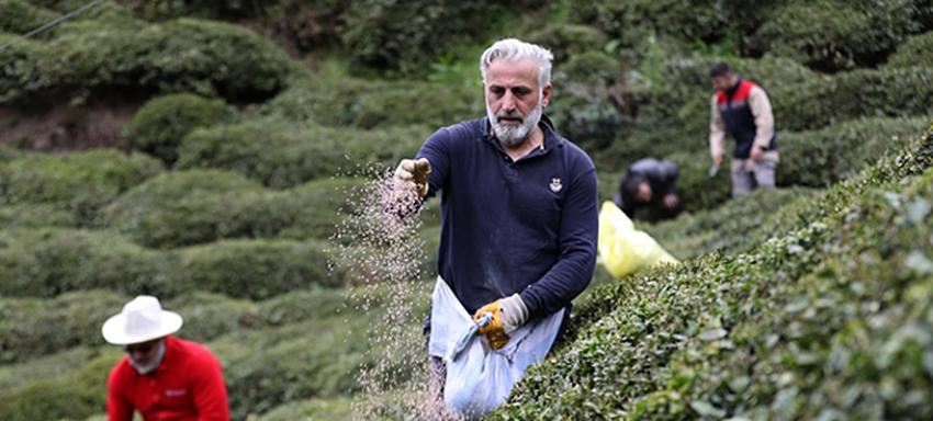 204 Bin Üretici Yaş Çay Sezonuna Hazırlanıyor