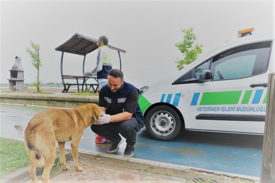 RİZE BELEDİYESİ, SOKAK HAYVANLARINDAN ŞEFKAT ELİNİ GERİ ÇEKMİYOR