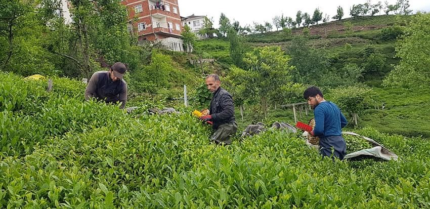 Yaş Çay Destekleme Primine Sınırlama Getirildi