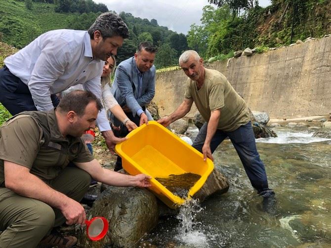 Yaklaşık 20 bin kırmızı benekli alabalık yavrusu derelere bırakıldı