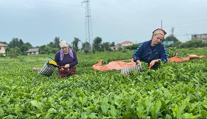 ÇAYKUR, 10 Günde 3 Bin 668 Ton Yaş Çay Alımı Gerçekleştirdi