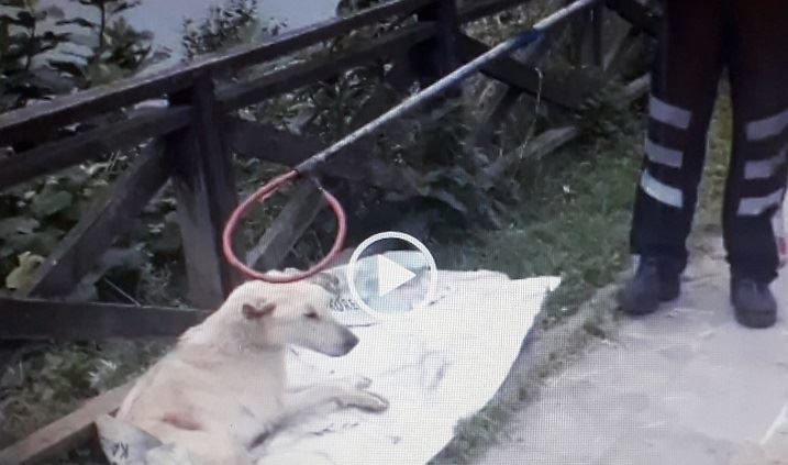 Minik İremsu’nun farketmesiyle Köpek kurtuldu