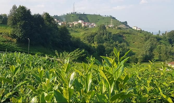 Çaykur ,2. Sürgün Yaş Çay sezonu alımlarına yoğun şekilde devam Ediyor