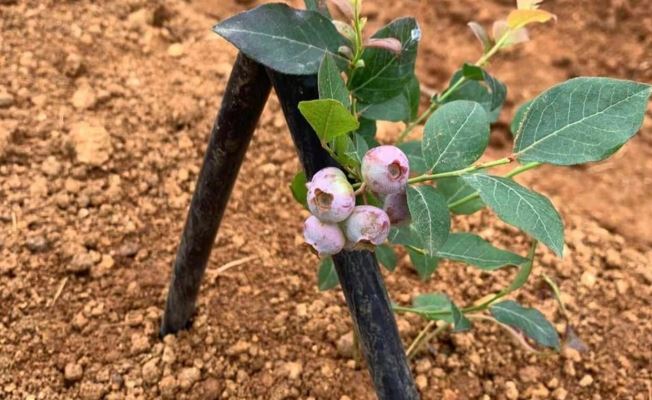 Likapa yetiştirmek isteyenler için başvurular başladı