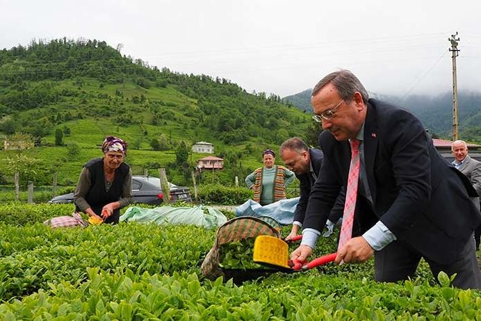 ÇAYKUR 2023 YILI YAŞ ÇAY KAMPANYASINI AÇTI