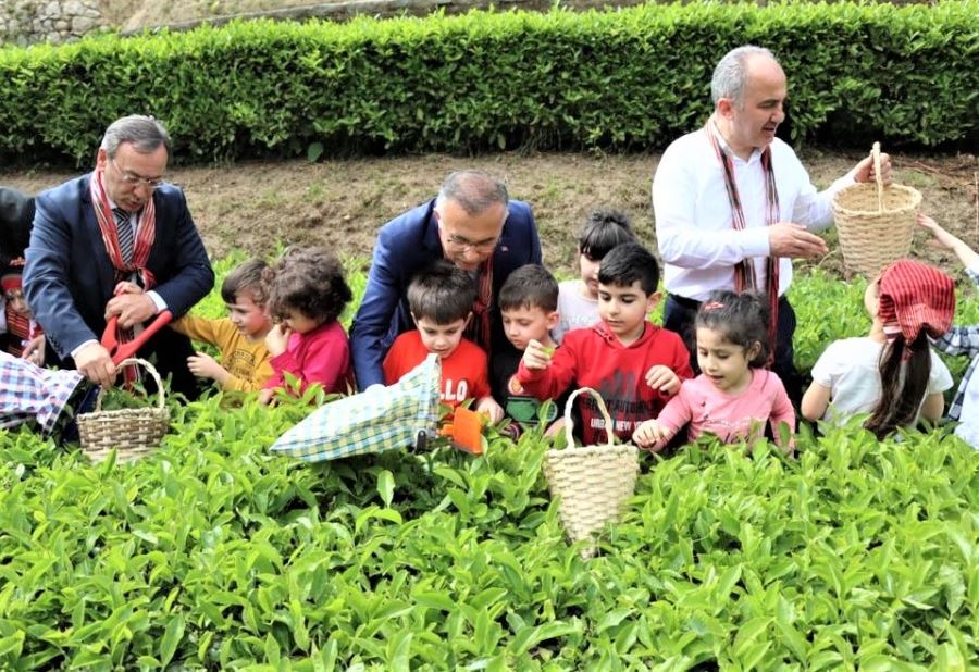 RİZE BÜROKRATLARI ÇOCUKLARLA ÇAY HASADI YAPTILAR