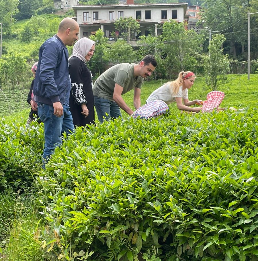 KAYMAKAM EŞİ İLE BİRLİKTE ÇAY TOPLADI, FABRİKADA İŞLENMESİNİ GÖRDÜ