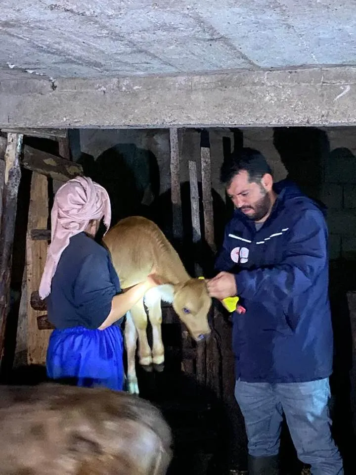 İLİMİZDE ŞAP HASTALIĞI İLE MÜCADELE SÜRÜYOR