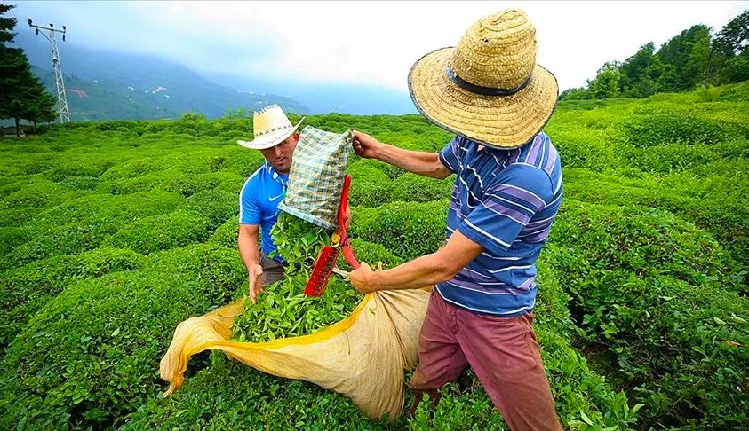 ÇAYKUR 20 EKİM TARİHİNE KADAR ÇAY ALMAYA DEVAM EDECEK