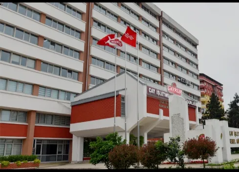 ÇAYKUR İKİNCİ SÜRGÜN MUBAYAA İŞLEMLERİMİZ 24 SAAT YOĞUN BİR ŞEKİLDE DEVAM EDİYOR