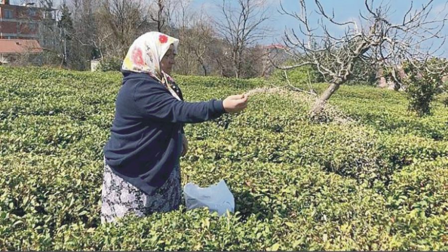 Rizeliler Bakım Ve Budamalar İçin Çaylıklara Girdi