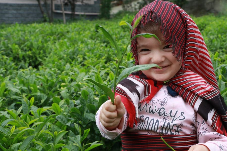 Çay Üreticisi Yaş Çay Taban Fiyatının 5 TL Olmasını İstiyor