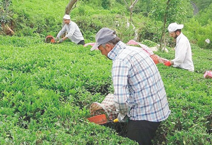 2021 YAŞ ÇAY KAMPANYASI BAŞLADI