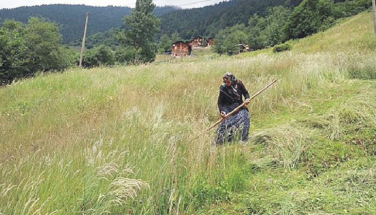 Rizeli Kadınların Yaylalarda Zorlu Mesaisi