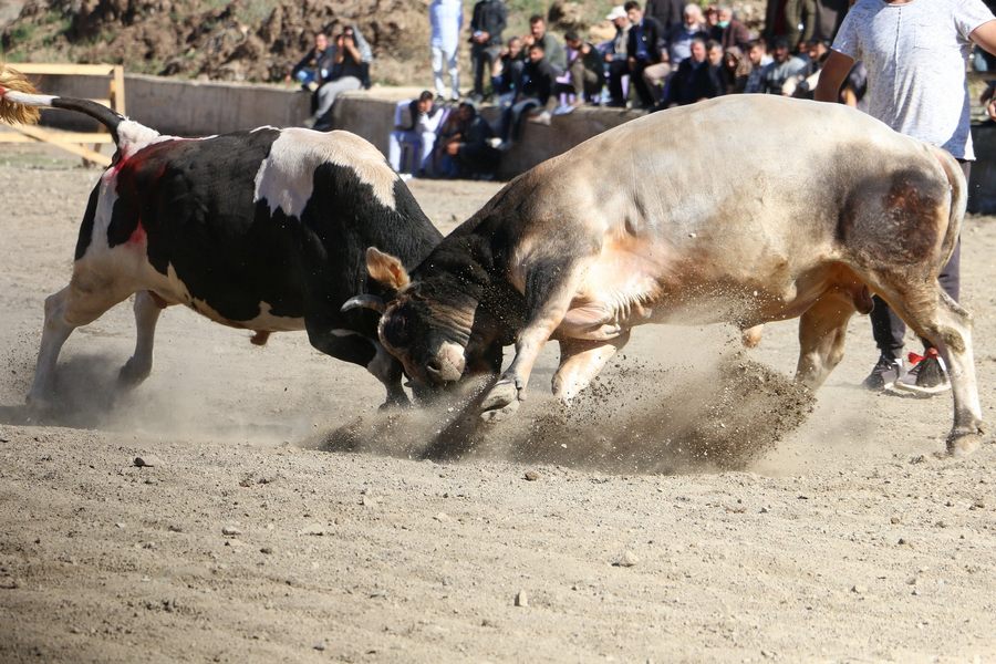 8-17 EKİM TARİHLERİNDE DEVAM EDECEK PANAYIRDA BOĞA GÜREŞLERİ İLGİ GÖRDÜ