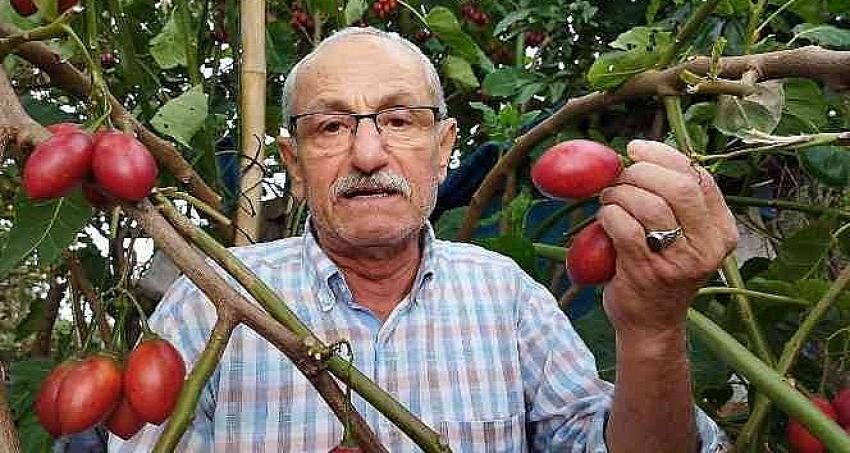 Tamarillo Meyvesi Rize