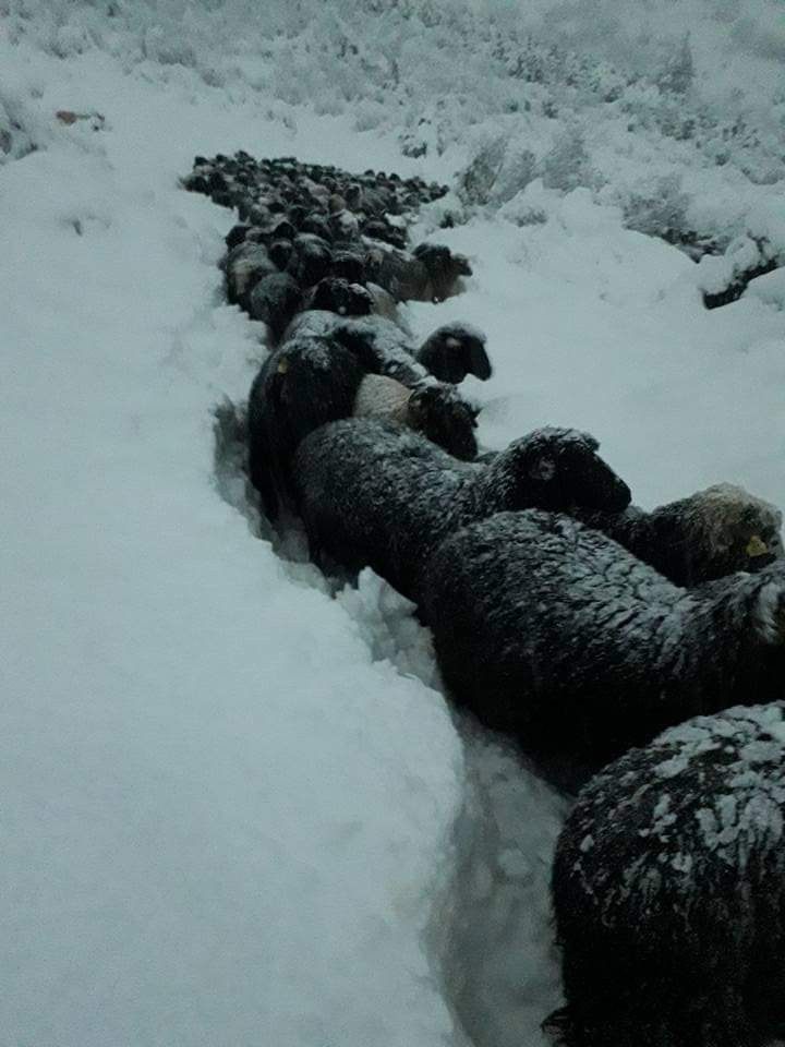 Metrelerce kuyruk oluşturarak sahiplerini takip ettiler