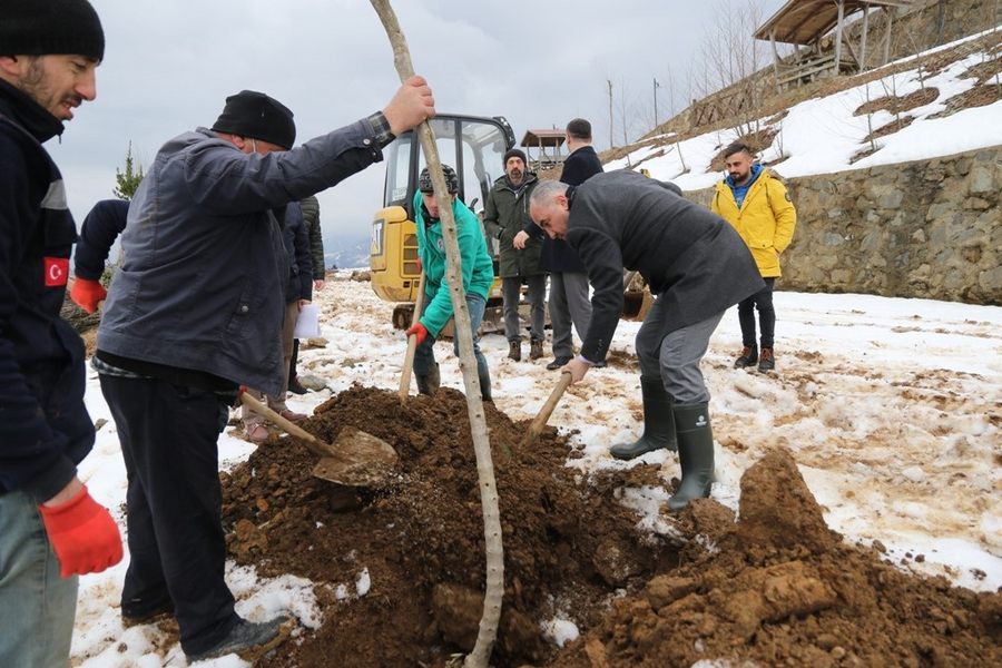 RİZE BELEDİYESİ BİNLERCE AĞACI TOPRAKLA BULUŞTURUYOR